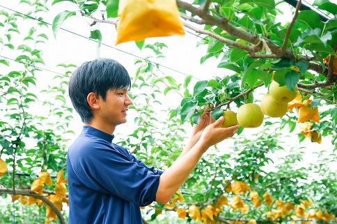 145．【予約受付中】【産地直送】鳥取県の梨「新甘泉」秀品　５kg　８～１４玉