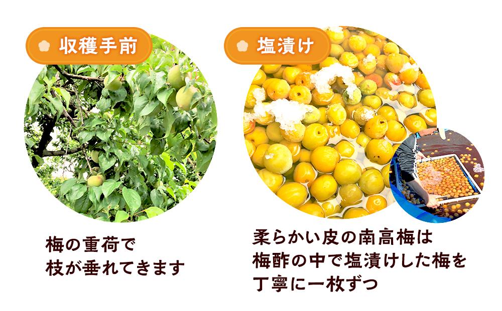 訳ありつぶれ梅干し　かつお　700g　1パック 塩分 8％