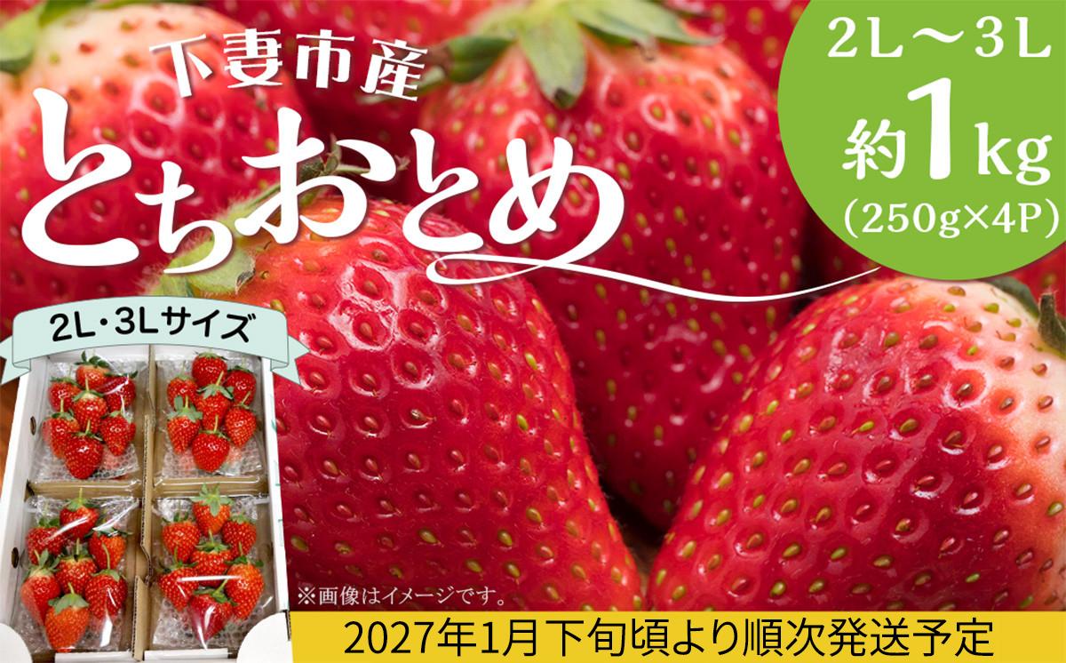 
                  とちおとめ 2L ～ 3L  約1kg  ( 250g × 4P )  いちご 下妻市産 【 2027年1月下旬頃～3月中旬頃発送予定 】【 いちご イチゴ 苺 とちおとめ ジューシー 果物 フルーツ 甘み 10000円 1万円 】[SZR]
                