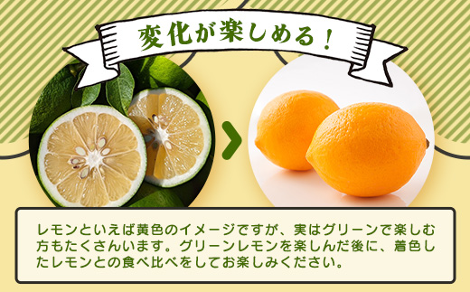 【産地直送】【農家直送】【予約受付】【数量限定】佐賀県鹿島市産 マイヤーレモン 5kg サイズ混合【9月中旬頃より配送】B-726