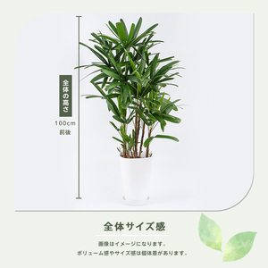2026年1月中旬～発送【観葉植物】観音竹8号鉢 Green Base IB003-005 観葉植物 ※北海道・沖縄・離島配送不可