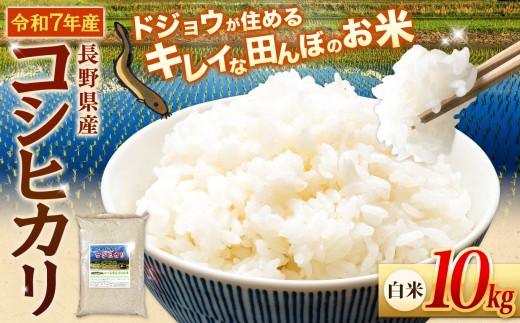 ≪どじょうのいる田んぼのお米≫ コシヒカリ 信州安曇野松川村産｜白米 10kg 有機肥料 低農薬 自然栽培 安曇野米 ごはん ライス 長野県 松川村 送料無料 国産米 産地直送 農家直送 新米対応