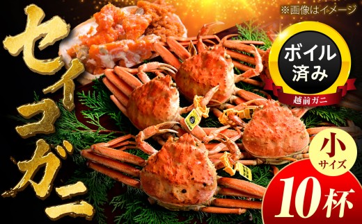 【先行予約/11月7日より順次発送】越前ガニ メス（ セイコガニ ）小サイズ10杯  / 越前ガニ コッペガニ せいこ蟹 カニ  越前がに 小浜市 / まるほ商店 【配送不可地域：北海道・沖縄・離島】[BFCS016]