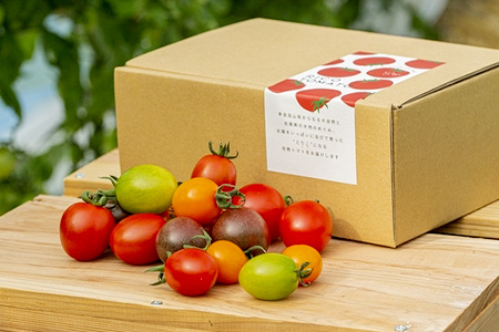 【先行予約】 カラフルミニトマト『Ricotomato』 【1kg×2回定期便】【2024年12月から出荷】とまと トマト ビタミンたっぷりトマト ミニトマト  おいしいトマト D-92