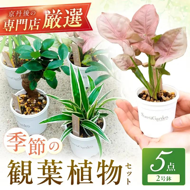 季節の植物 2号鉢 5点セット【発送可能時期：4月上旬～7月末、9月上旬～11月末】観葉植物