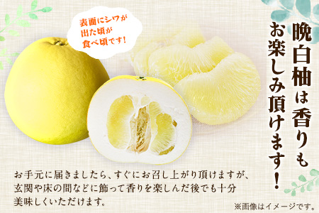 森田果樹園の晩白柚 2玉 森田果樹園《11月下旬-2月末頃出荷予定》果物 フルーツ サボン 熊本
