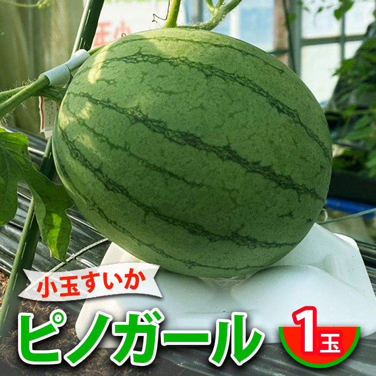 小玉すいかピノガール 1玉 ※2024年7月中旬～8月上旬頃に順次発送予定 ※北海道・沖縄・離島への配送不可 ｜ スイカ 西瓜 すいか ピノガール 果物 フルーツ 旬 坂東太郎 あまい 甘い 人気 取り寄せ お取り寄せ ギフト 贈答 贈り物 プレゼント 直送 工場直送 茨城県 古河市_CB17