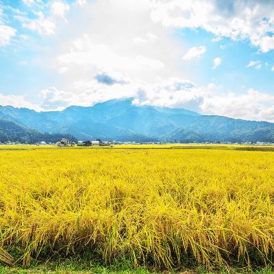 ふるさと納税 南魚沼市 【無地のし】無洗米 精米 新潟県 南魚沼産 コシヒカリ3kg (美味しい炊き方ガイド付き) |  | 03