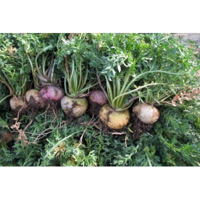 ふるさと納税 青森県 薬膳酒用乾燥マカ