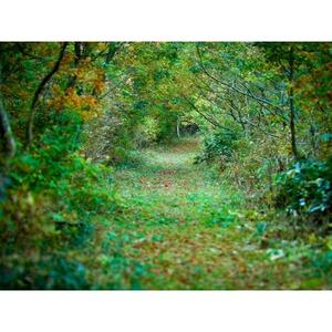 新庄村　森林セラピー体験チケット(4名様分)【1606993】