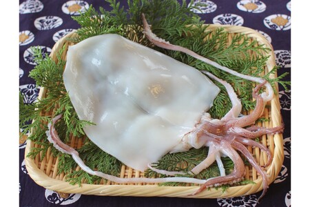 山陰浜田 創業大正10年香住屋のこだわり干物「白いか一夜干し」 魚介類 干物 おつまみ おかず いか 剣先いか 一夜干し 【024_1994】