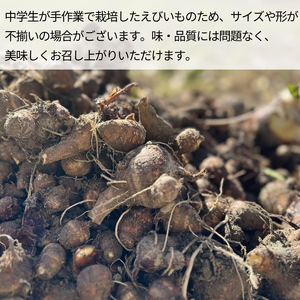  【 海老芋 】エビイモ 1.5kg 1箱 えびいも