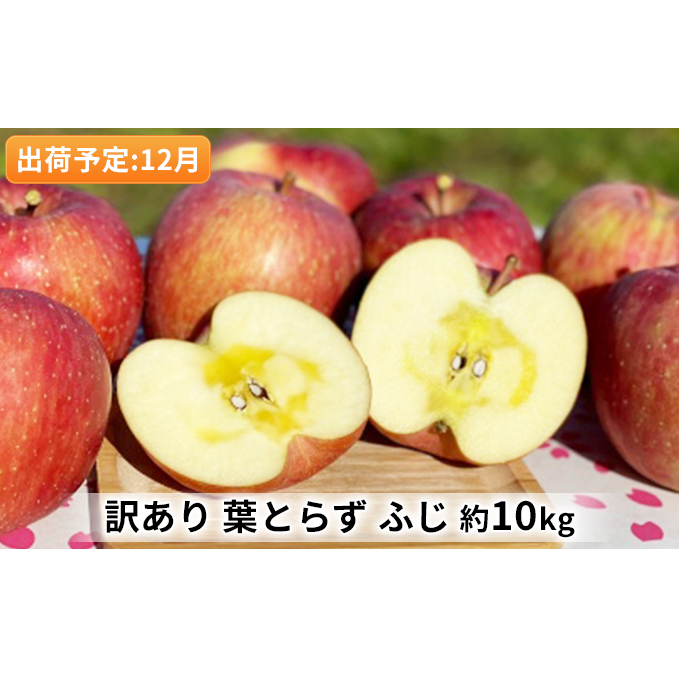 りんご 【 12月発送 】 訳あり 当園の味自慢！ 葉とらずふじ 約 10kg 【 弘前市産 青森りんご 】