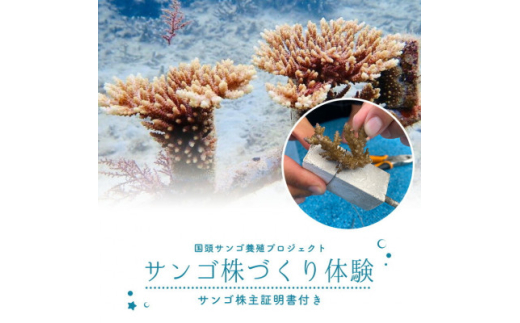 サンゴ株作り体験1名様(サンゴ証明書付き)【1588049】