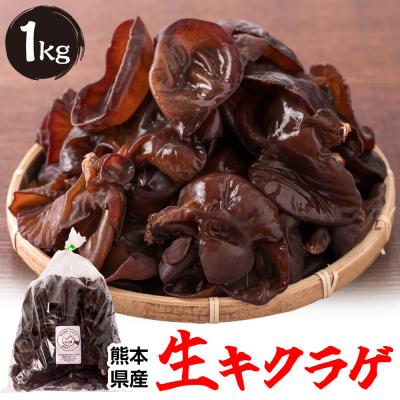 ふるさと納税 八代市 熊本県産 生キクラゲ 1kg きくらげ_103-4696-B