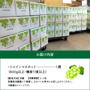 【8月中旬より発送】シャインマスカット大粒 1房【800g以上】【糖度17度以上】