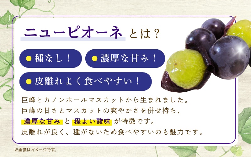 ＼2026年の先行予約です／ ぶどう 岡山 花笑み農園『ニューピオーネ』1kg（2房） hana14 贈答 岡山 真庭 ピオーネ 高級 1kg 贈答 2025 真庭市 大粒 葡萄 果物 フルーツ 濃厚
