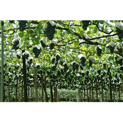 ふるさと納税 韮崎市 《数量限定》樽熟赤ワイン 750ml×2本セット　 |  | 01