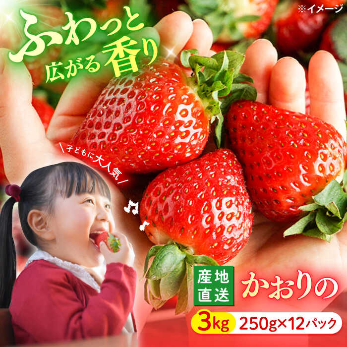 【ふるさと納税】【今が旬！大粒】西海市産 いちご 「かおりの」約3kg（250g×12パック）＜武藤農園＞[CFV003] 長崎 西海 いちご 苺 イチゴ 甘い 果物 フルーツ 贈答 ギフト