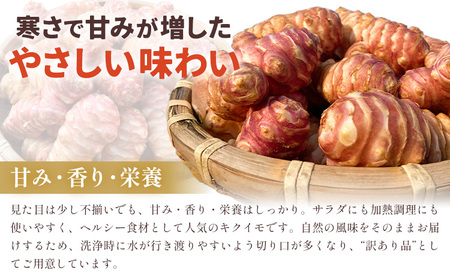 訳あり キクイモ 約2kg【配送不可地域あり】キクイモ