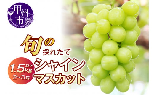 旬の採れたて大粒シャインマスカット1.5kg以上（2～3房）【令和7年 2025年発送】（HO）B13-150【シャインマスカット 葡萄 ぶどう ブドウ 令和7年発送 期間限定 山梨県産 甲州市 フルーツ 果物】