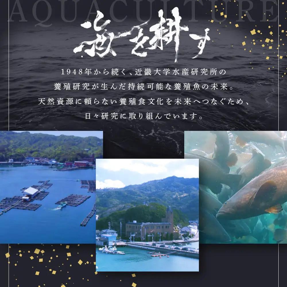 近大クエタマ鍋セット1kg（2027年2月上旬～2月中旬発送）