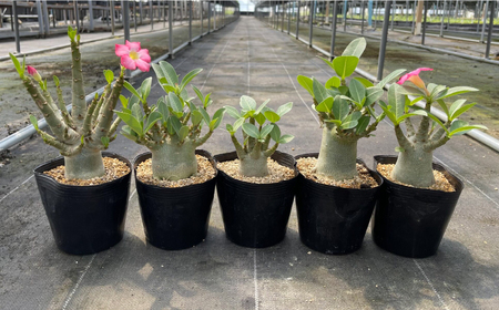 Adenium arabicum アデニウム アラビカム 2株 長与町/アグリューム[EAI157]
