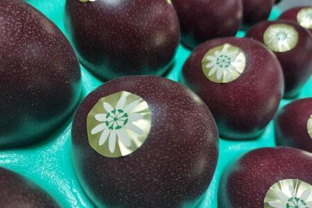 ★品切中★【2024年発送分 先行受付】パッションフルーツ 化粧箱12個入り（L玉）【たけはら農園】