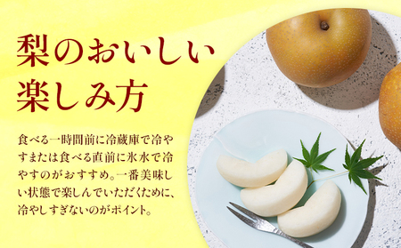 梨 秀品 秋月梨 約1.8kg（4～7玉） 日本フルーツ《8月下旬-9月末頃出荷》熊本県 長洲町 なし 梨 果物 フルーツ デザート ギフト ご贈答