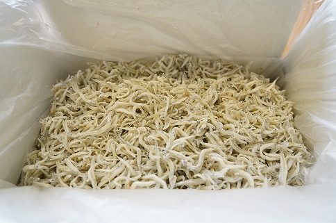 【数量限定】訳アリ しらす屋のしらす干し２kg 国産 海の幸 お鍋の後の〆の雑炊にも！ 魚介類 しらす シラス ご飯のお供 おつまみ しらす丼 グルメ ギフト 贈り物 やみつき 冷凍 H006-118