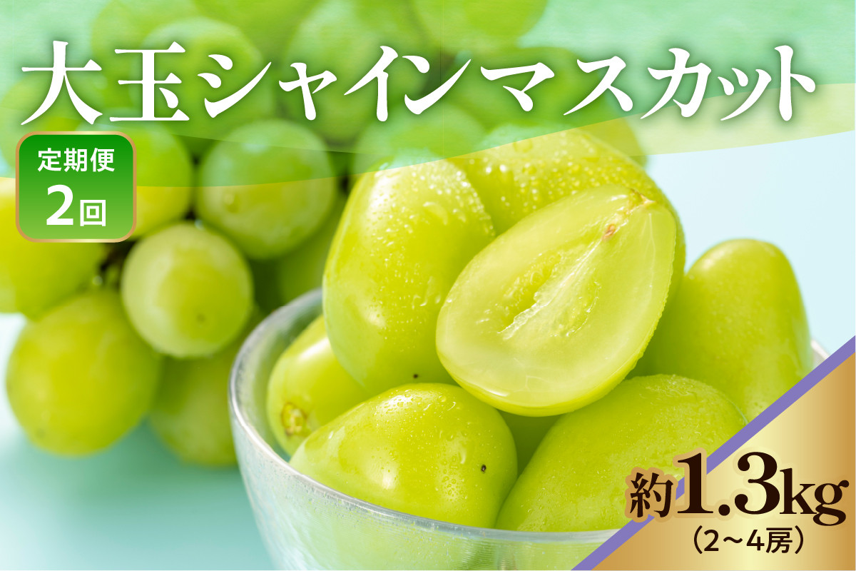
            《 先行予約 / 令和7年産 》【 定期便 】 山形県産 大玉シャインマスカット 1.3kg  (2〜4房) 2回〔 2025年9月下旬頃 ～ お届け 〕 ぶどう 白ぶどう 2025年産 
          