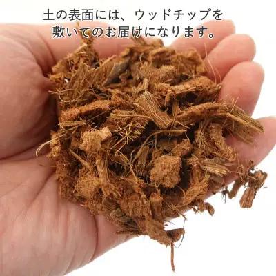 【観葉植物】アレカヤシ 8号 ブラウンバスケット鉢カバー 土の表面:ウッドチップ【観葉植物 インテリア 部屋 おしゃれ 福岡県 筑前町 送料無料 AG020】