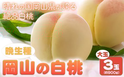 【令和8年度先行予約】 岡山の白桃 晩生種 大玉3玉 約900g 晴れの国 おかやま館(つむぐ株式会社) 《2026年7月下旬-8月下旬頃出荷》岡山県 浅口市 フルーツ モモ 果物 青果 旬【配送不可地域あり】（離島） st-p
