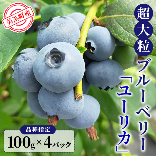 美浜町産　超大粒ブルーベリー『ユーリカ』品種指定 100g×4パック　※2026年5月中旬～5月下旬頃に順次発送予定