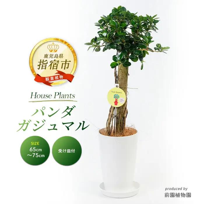 【観葉植物】パンダガジュマル 65cm～75cm 前園植物園 IB002-005 観葉植物 ※北海道・沖縄・離島配送不可