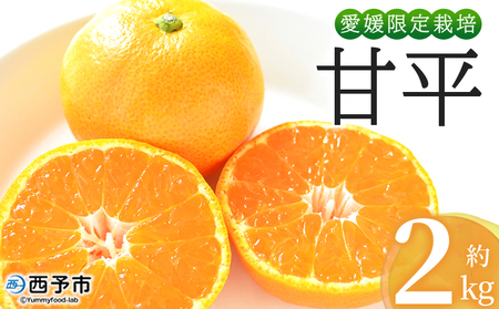 ＜おはこやがつくる 甘平 約2kg（L～3Lサイズ）＞ 果物 フルーツ 柑橘 カンペイ みかん ミカン 蜜柑 特産品 西宇和 愛媛県 西予市【常温】『2026年2月上旬～2月下旬迄に順次出荷予定』MOK0017