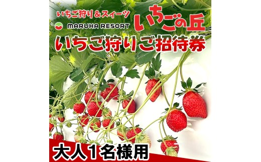 まるは食堂　マルハリゾート　いちごの丘『いちご狩り』ご招待券　※大人(中学生以上)1名様用 いちご いちご狩り 章姫 かおり野 甘い 完熟 新鮮 穫れたて 香り豊か 自然 カフェ パフェ スイーツ ケーキ いちごがり 招待券 おすすめ ふるさと納税 愛知 南知多 愛知県南知多町 知多半島