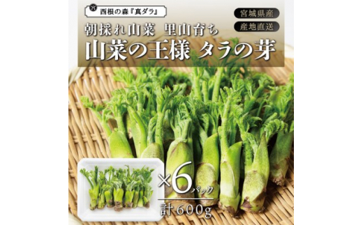 
朝採れ山菜 タラの芽 600g【1448803】
