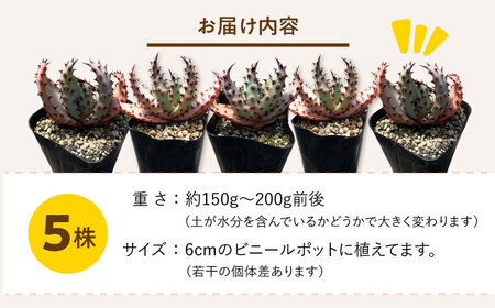 実生アロエ Aloe marlothii 5株 長与町/アグリューム [EAI110]  観葉植物 多肉植物 苗 植物 アロエ あろえ インテリア