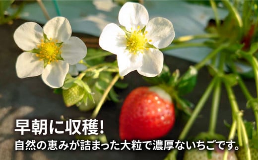 【先行予約】【農家直送！】糸島産 春 あまおう 280g × 4パック  (DXまたはGサイズ)   【2025年1月下旬より順次発送】糸島市 / 後藤農園 [AML002] いちご 福岡