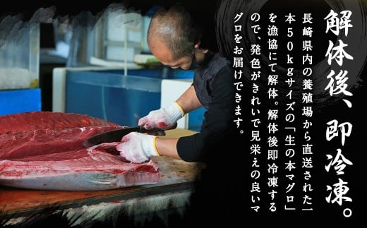 【ふるさと納税】訳あり 長崎県産 本マグロ 大トロ・中トロセット 皮付き 部位おまかせ 計約400g お魚 魚 まぐろ マグロ 鮪 トロ 大トロ 中トロ 養殖 国産 冷凍 お刺身 刺し身 刺身 赤身 