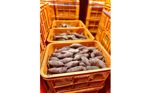 【定期便4ヶ月】生芋　10kg　S～2Lサイズ混合　1箱 いも長 | さつまいも いも 生いも 紅はるか 国産 ※着日指定不可 ※離島への配送不可