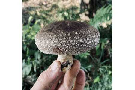 【大阪能勢特産】 【シェフ監修】 【パスタソース】 トマトソース2本と原木しいたけソース1本のセット