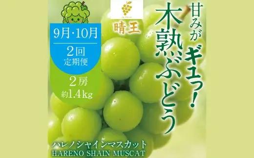 【 2回定期便 】 木熟ぶどう ハレノシャイン シャインマスカット晴王 2房 合計約1.4kg 果物 くだもの 果実 フルーツ 果汁 ぶどう 葡萄 ブドウ マスカット シャインマスカット 晴王 ブランド 皮ごと 国産 岡山県産 冷蔵 【 2026年9月上旬より発送開始予定 】