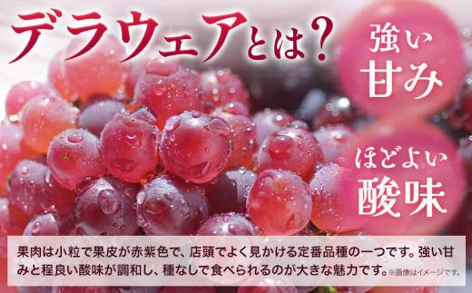 【先行予約】デラウェア ぶどう 約500g(2-4房) フルーツ 果物《2026年6月中旬-7月上旬頃出荷》和歌山県 岩出市 送料無料 一大産地 青果 お取り寄せフルーツ デラウエア ブドウ 