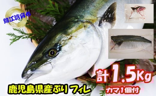 A1-8001／【予約販売 12月中旬以降順次発送】鹿児島県産 ぶり フィレ 1枚 （1.5kg以上）＋ カマ 1個