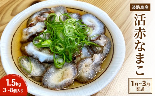 
                  淡路島産 活 赤ナマコ 1.5kg 3～8個入 赤なまこ 赤 ナマコ なまこ 食用 珍味 魚介 海鮮 海の幸 刺身 お刺身 おつまみ つまみ 酒の肴 淡路島 洲本市　お届け：1月初旬～3月末 [№5395-0405]
                