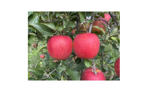 シャキシャキッ!サンふじ 家庭用 約10kg【1558490】