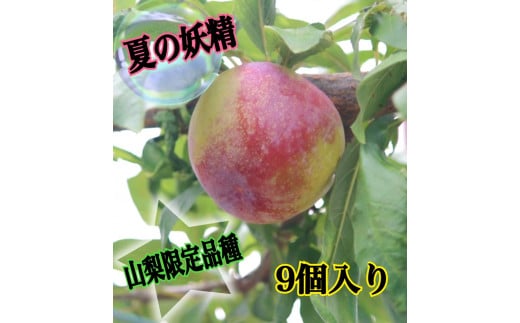 山梨限定すもも品種幸せジューシーサマーエンジェル9個入り生産者直送【2025年発送】（ISI）A09-801 【サマーエンジェル すもも スモモ 令和7年発送 期間限定 山梨県産 甲州市 フルーツ 果物】