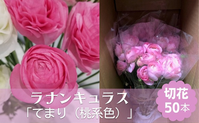 
ラナンキュラス「てまり（桃系色）」切花50本
